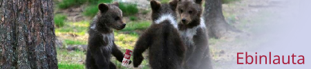 bears drinkin es