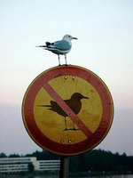 seagull sign.jpg