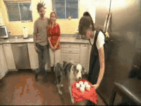 cupcakes dog.gif