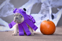 Halloween+Puppy+Safety+101_+7+Expert+Tips+You+Need+to+Know.png