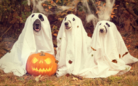 halloween-2870607_1280-1080x675.jpg