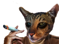full (52).png