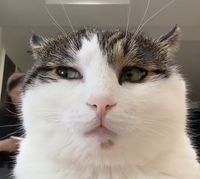 1770297804934401.png