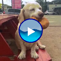 donut-dog.mp4