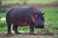 hippo.webp