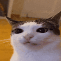 17752883648256401.gif