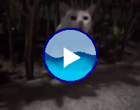 17781878906157712.mp4