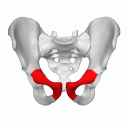 Pubis_03_animation.gif