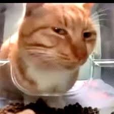 suspiciouscat.jpeg