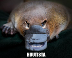 huutis nokkis.png