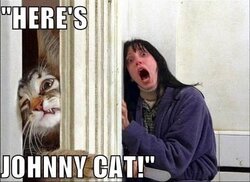 here's johnny kot.jpg