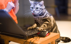 catlaptop5.avif