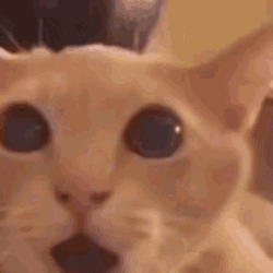 shockedcat.gif
