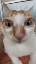 2_5251725523800867498.MP4