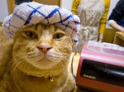 turbancat.jpg