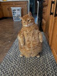 orangecatstanding.jpg