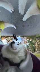 303f14a186835523.mp4