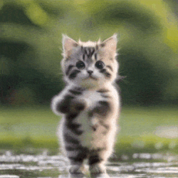 aac0678a3dce2256.gif