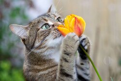 are-tulips-toxic-to-cats-353477993-2000-9ee5a8da49604ad08648343c9829f878.jpg