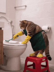 cat-cleaning.gif