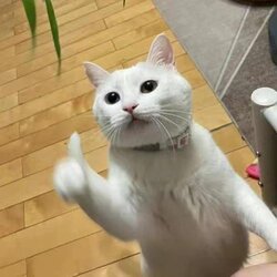 Thumbs up cat.jpg
