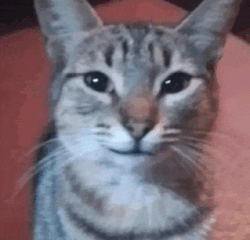 smirkingkot.gif