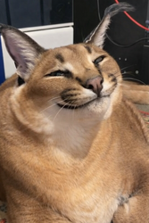 Finnish Smirk.png