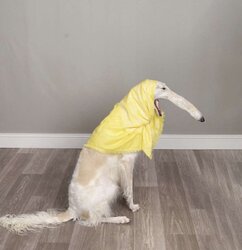 slowdog.jpg