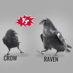 crow_vs_raven_-_how_to_tell_the_difference.webp