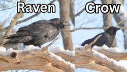Raven-1024x576.jpg