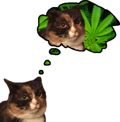 möllöcöts.png