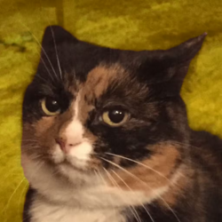 megoldbackground.png