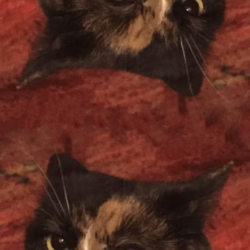 17263932342021810 top and bottom.png
