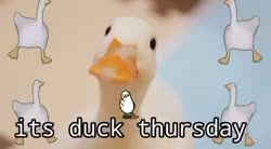 It's duck Thursday.mp4