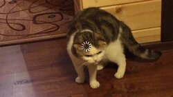 Kissa latautuu.jpg