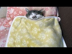 catsleep.jpg