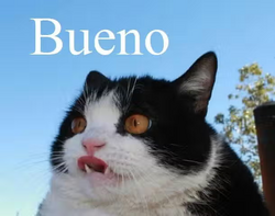 c9d4ea08fc213ccb.png