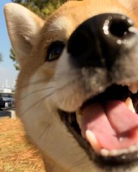 dog20.jpg