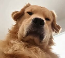 dog41.jpg