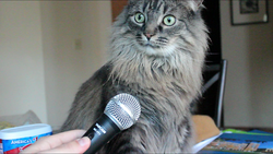 catswampjaeger.png