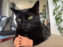 hands kot.jpg