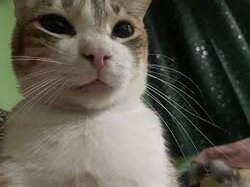 catstare.jpeg