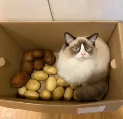 can_cats_eat_potatoes_featured_1200x1200.webp