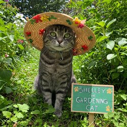 gardeningcat.jpg