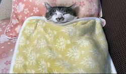catsleep2.png