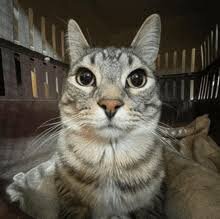 cat2.jpeg