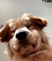 dog13.jpg