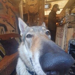 dog19.jpg