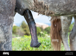 camargue-horse-with-erect-penis-RMA7J7.jpg