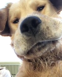 dog12.jpg